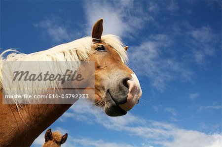 Icelandic horse, Iceland