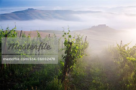 Vineyard, ponte d arbia, siena, tuscany, italy