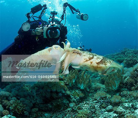 Diver and Mating Cuttlefish