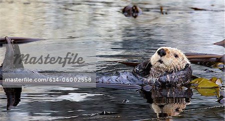 Sea otter resting in Kelp Bed