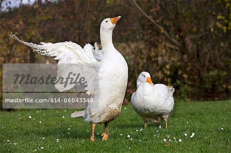 Two geese in field