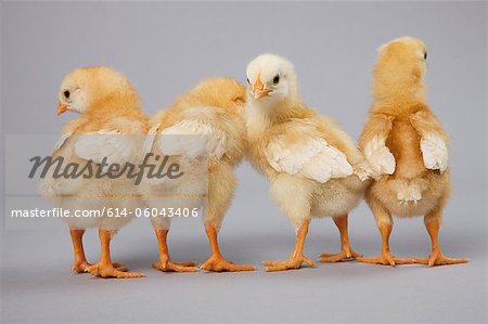 Four chicks rear view, studio shot