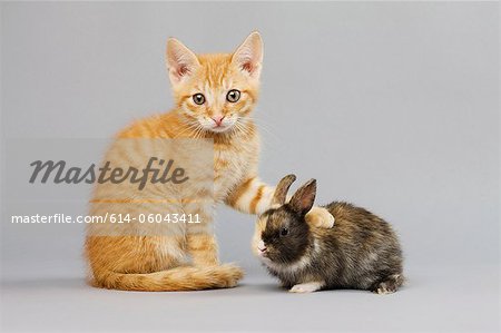 Kitten and rabbit