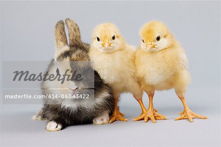 Rabbit and chicks, studio shot