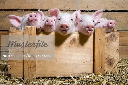 Five piglets in wooden crate