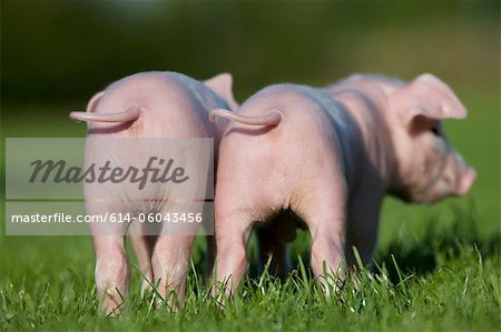 Two piglets, rear view