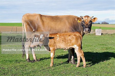 Cow and calf in field