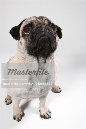 Pug dog, portrait