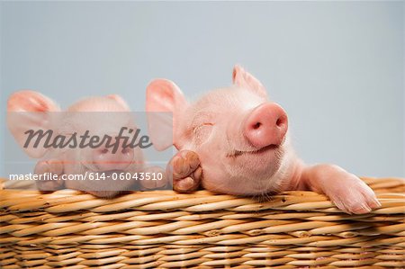 Two piglets in basket