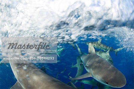 Frenzy of Caribbean Reef Sharks