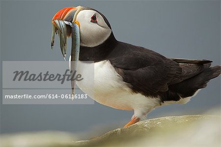 Atlantic Puffin with fish in mouth, Farne Islands, UK