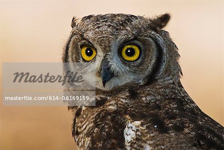 Spotted Eagle Owl, Kgalagadi Transfrontier Park, Africa