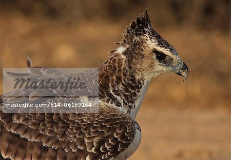 Young Martial Eagle, Kgalagadi Transfrontier Park, Africa