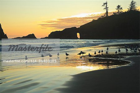 Seagulls on Second Beach at sunset near La Push, Olympic National Park, Washington, USA