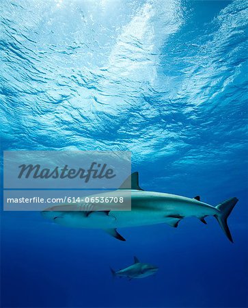 Reef sharks swimming underwater