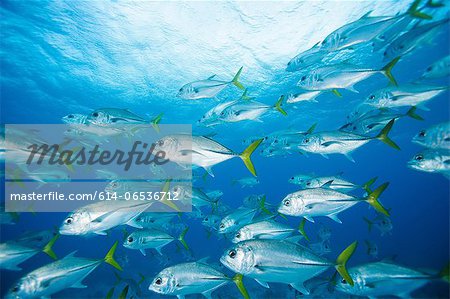 School of fish swimming underwater School of fish swimming underwater