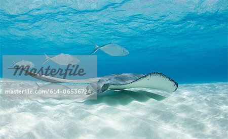 Ray and fish swimming underwater