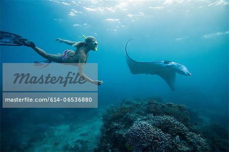 Woman snorkeling with ray underwater