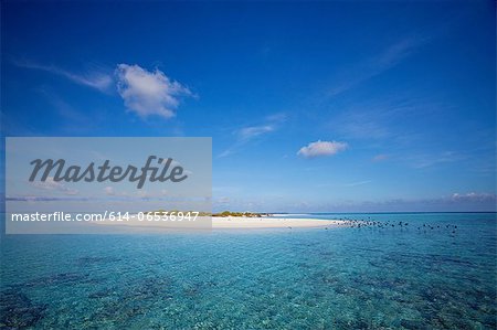 Sandbar in tropical water Sandbar in tropical water