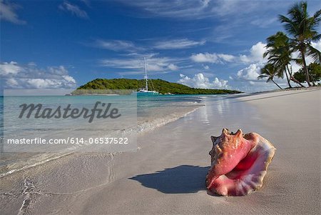 Conch shell on tropical beach