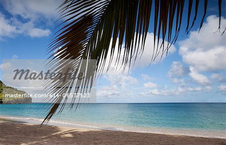 Palm tree hanging over tropical beach