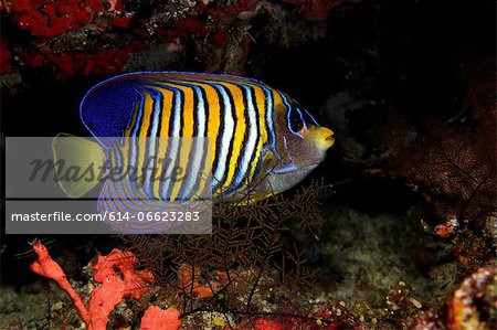 Regal angelfish on coral reef