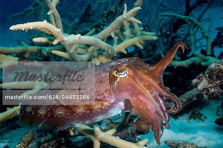 Cuttlefish waves tentacles