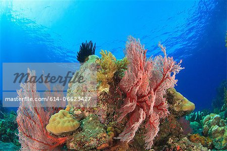 Sea fans on coral reef