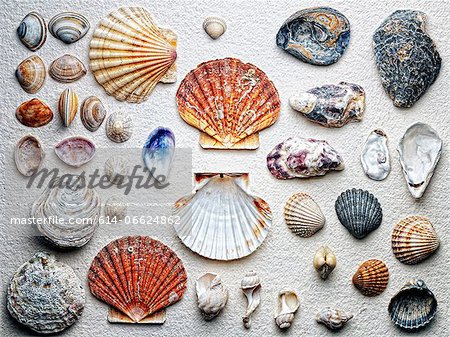 Seashells arranged on paper