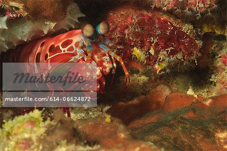Close up of mantis shrimp in coral