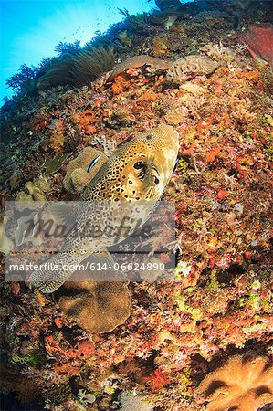 Puffer fish swimming in coral reef