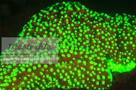 Fluorescence on coral reef