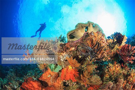 Diver swimming in coral reef