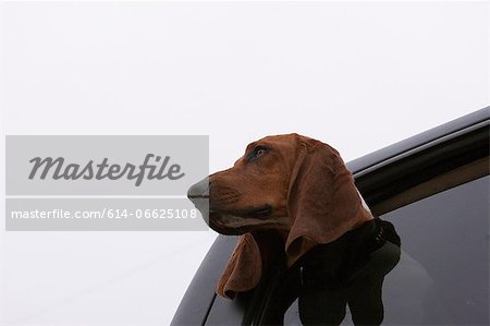 Dog poking head out car window