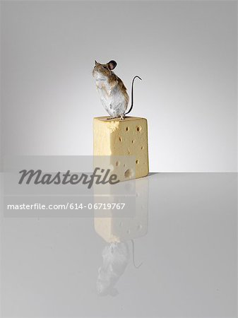 Taxidermied mouse on piece of cheese
