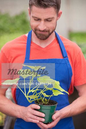 Mid adult man holding plant in garden centre, looking down