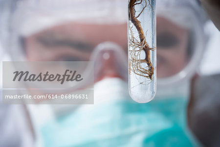 Scientist holding test tube with roots, close up