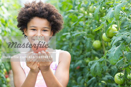 Girl picking fresh tomatoes