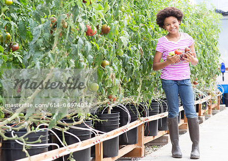 Girl picking fresh tomatoes
