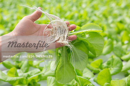 Child holding plants with roots