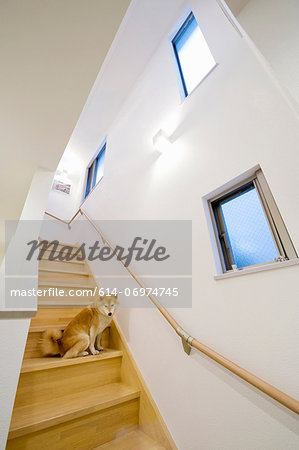 Portrait of dog on wooden staircase