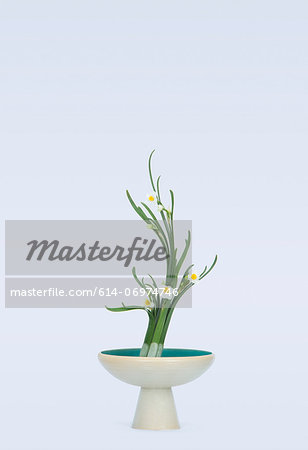 Stylised daffodil blooms and leafs in bowl