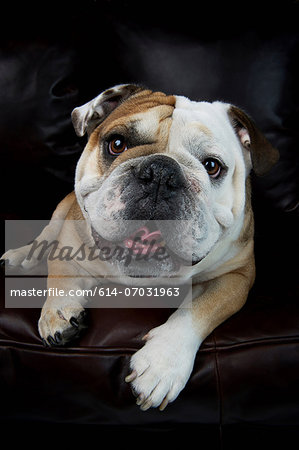 Portrait of bulldog lying on sofa