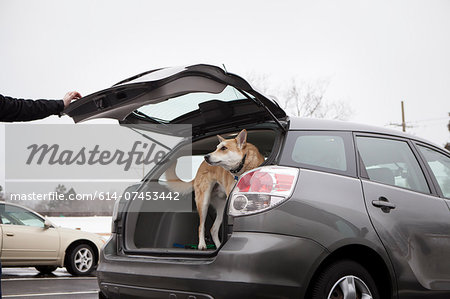 Cross bred alsatian dog in car boot