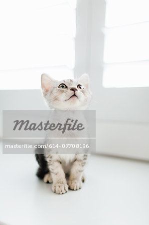 Tabby kitten sitting by door