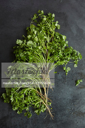 Bunch of fresh coriander on a metal surface