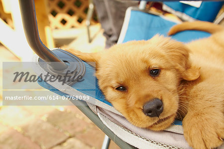 Labrador puppy resting on hammock