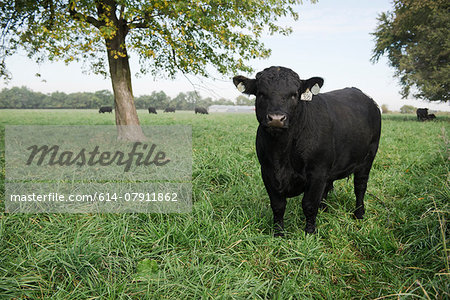 Portrait of a black cow in field, Missouri, USA