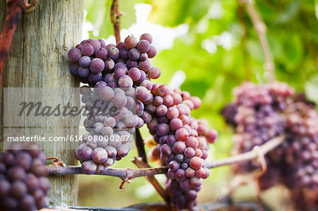 Close up of bunches of red grapes on vine, Kelowna, British Columbia, Canada