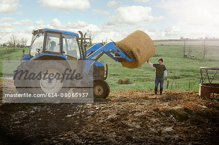 Farming brothers driving tractor moving hay stack on dairy farm